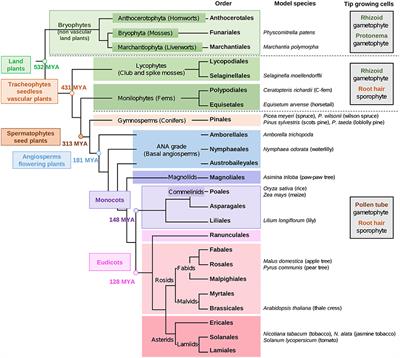 Evolution of Cell Wall Polymers in Tip-Growing Land Plant Gametophytes: Composition, Distribution, Functional Aspects and Their Remodeling